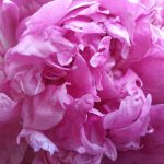 peony