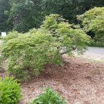 This tree was enplaned from Sandy Hook Elementary. 