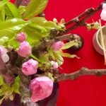 Enjoy yea inder cherryblossoms