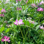 Spring flowere in rice field