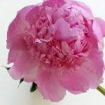 One flower will make you healthier and happier!