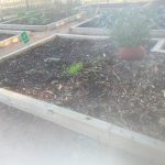 His garden damaged except soremary