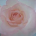 Why don't you get a single flower for you?