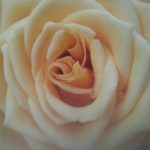 Flower are silently sharing your feeling.