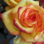 One flower for each home